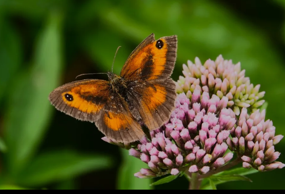 Butterfly on flower